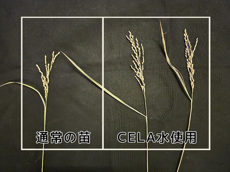 celaagre8